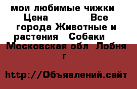 мои любимые чижки › Цена ­ 15 000 - Все города Животные и растения » Собаки   . Московская обл.,Лобня г.